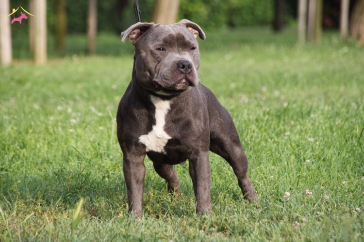 Американский стаффордширский бультерьер