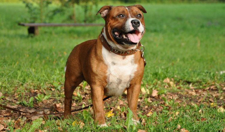 Стаффордширский бультерьер
