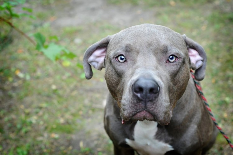 Американский питбультерьер