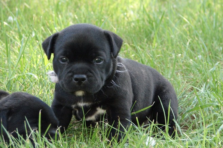 Стаффорд бультерьер