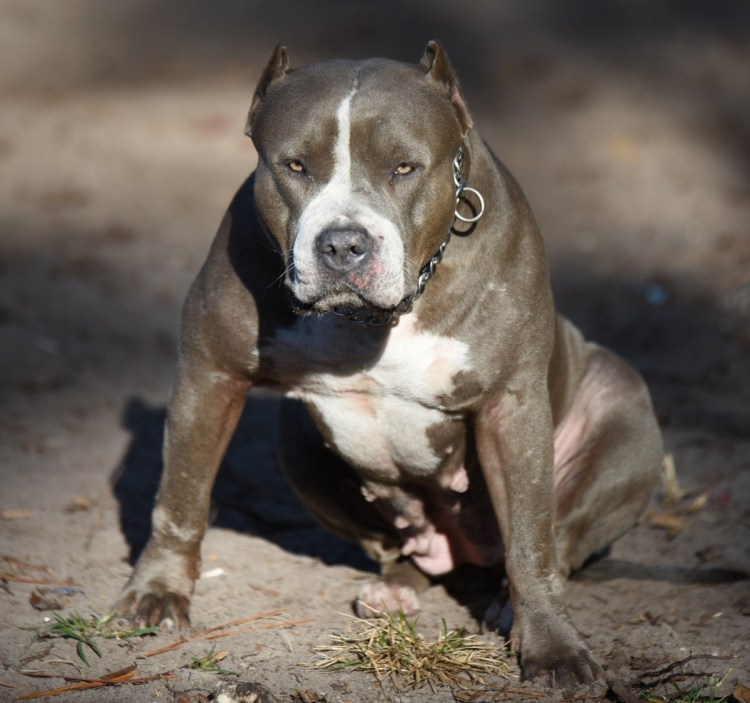 Американский питбультерьер