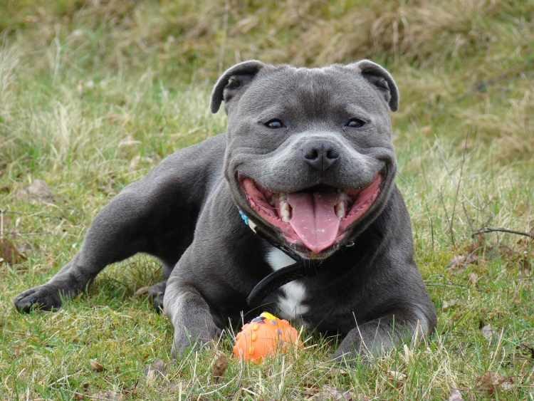 Стаффордширский бультерьер