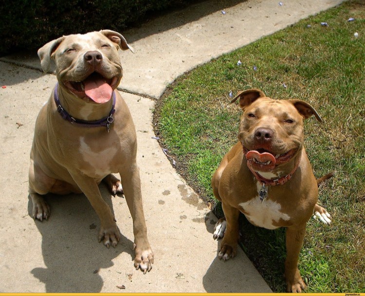 Американский питбультерьер метисы