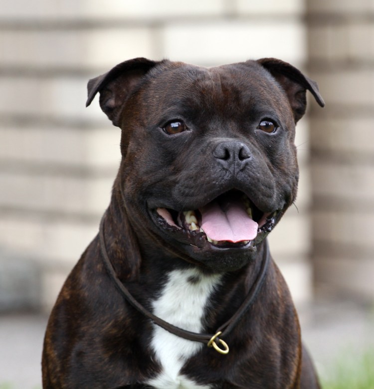 Питбультерьер и стаффордширский