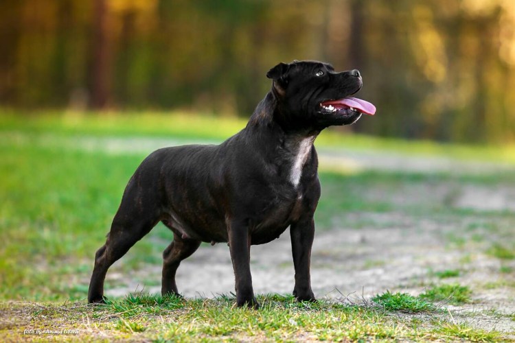 Американский стаффордширский бультерьер