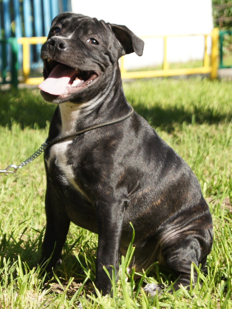 Английский стаффордширский питбультерьер