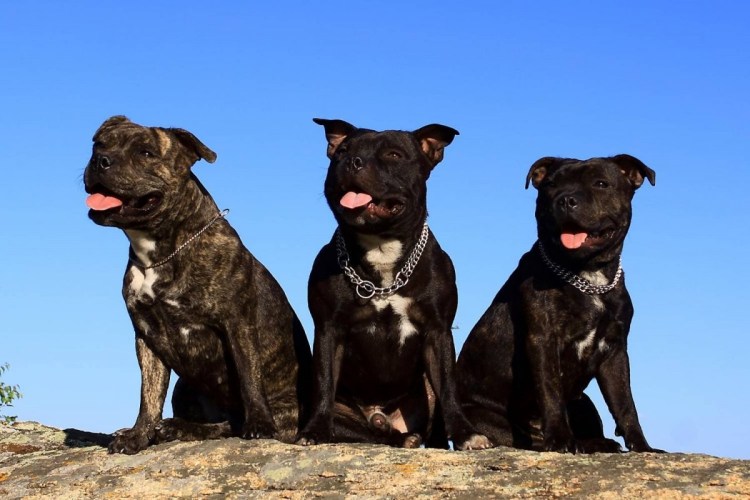 Стаффордширский американский Буль