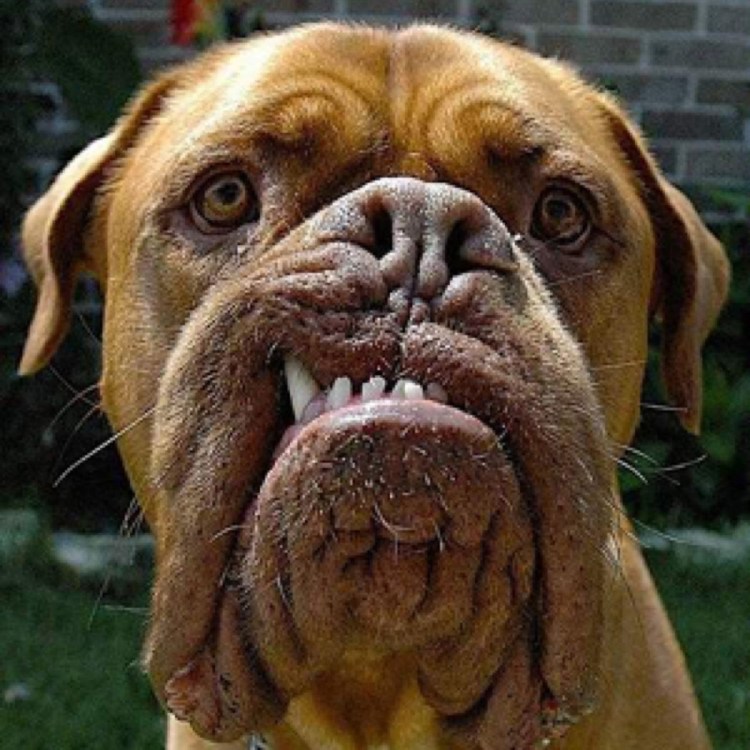 Собака Баскервилей порода бладхаунд