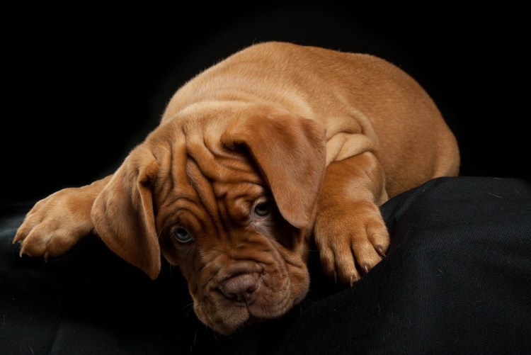 Кане Корсо неаполитано