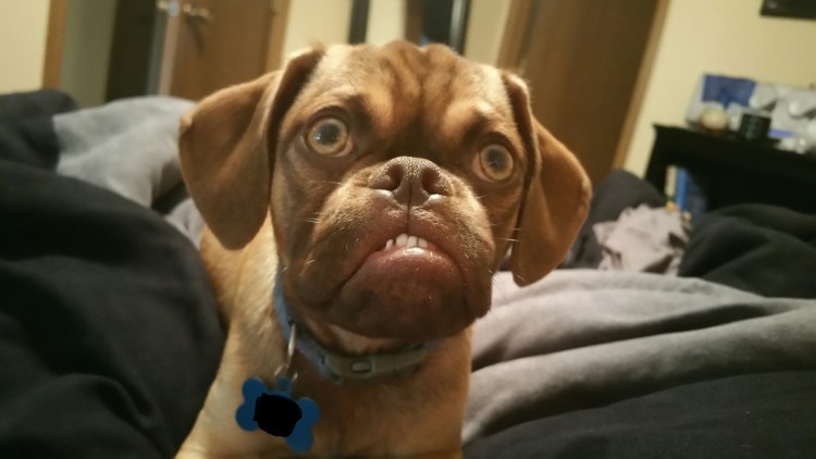 Бассет хаунд морда