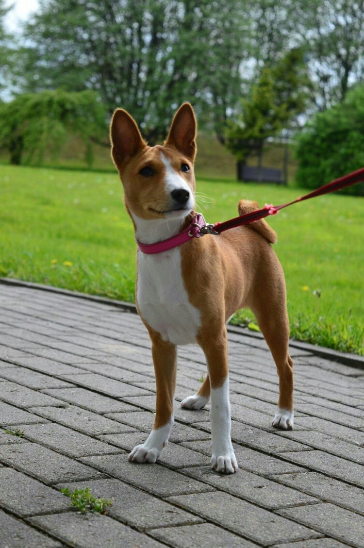 Вельш корги пемброк