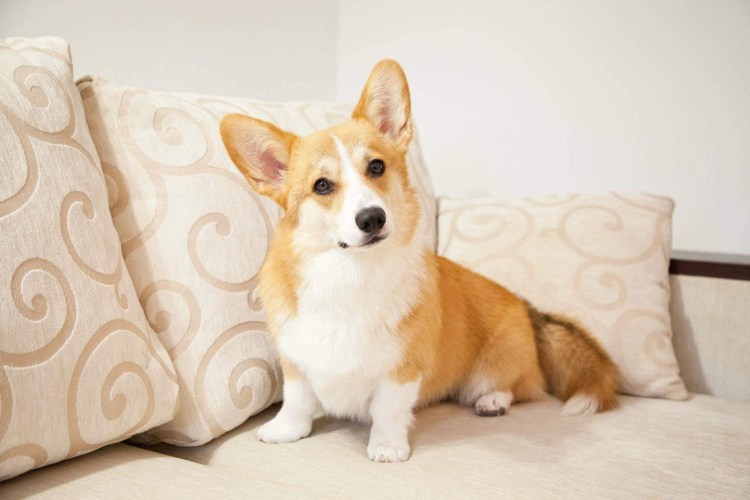 Порода собак вельш корги