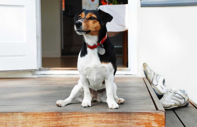 Собака компаньон для квартиры