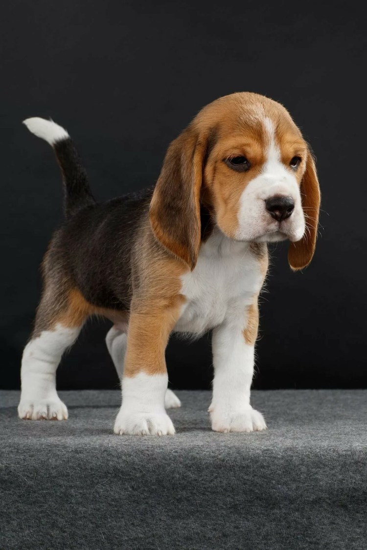 Бигль порода собаки Бигль