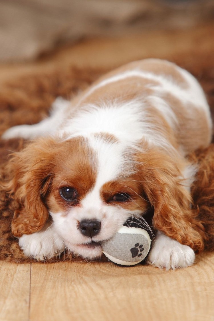 Квартирные собачки