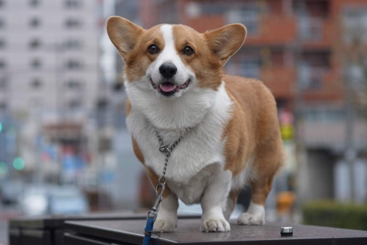 Собаки для квартиры