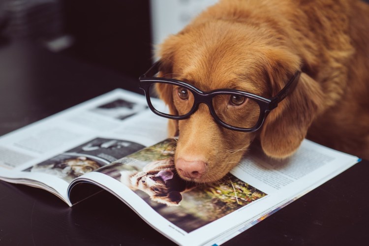 Бигль гончая