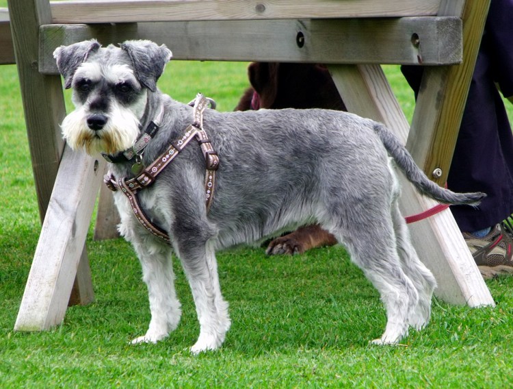 Лабрадор ретривер щенок