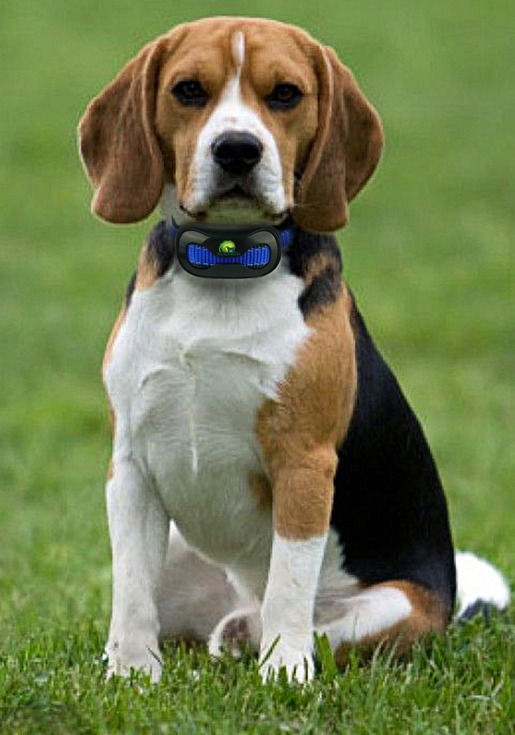 Порода собак Бигль