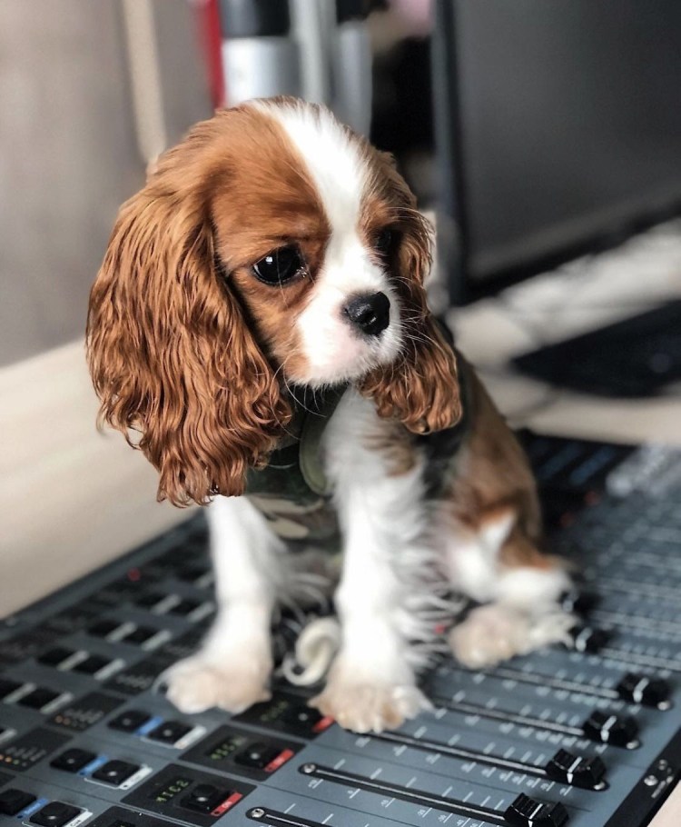 Кокер Чарльз Кинг спаниель