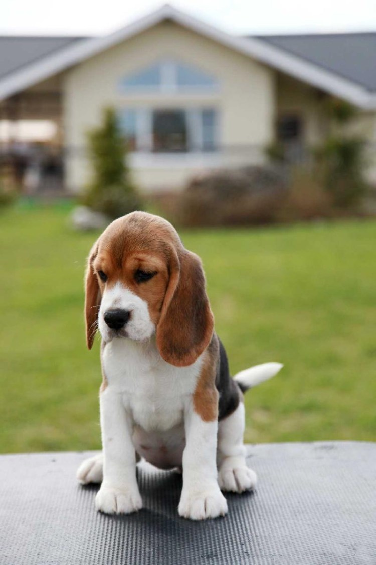 Короткошерстные собаки Бигль