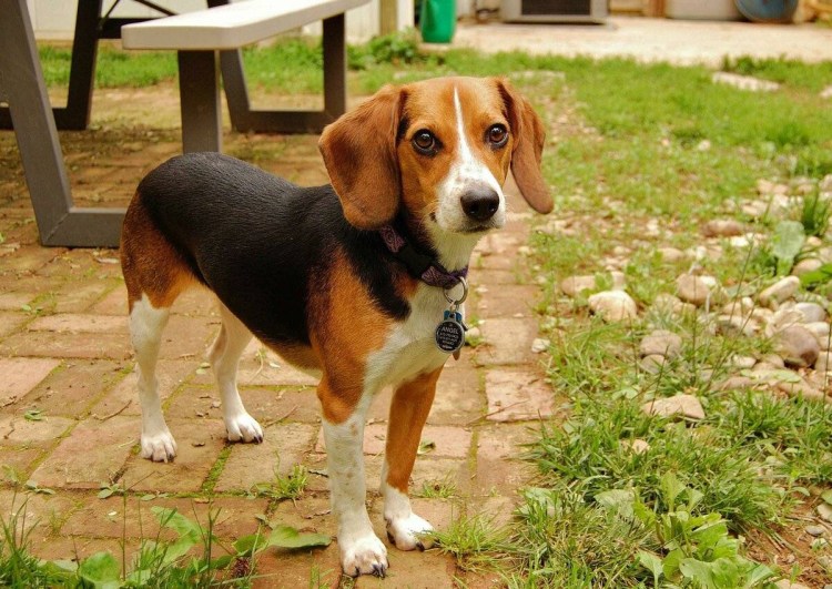 Бигль порода Бигль