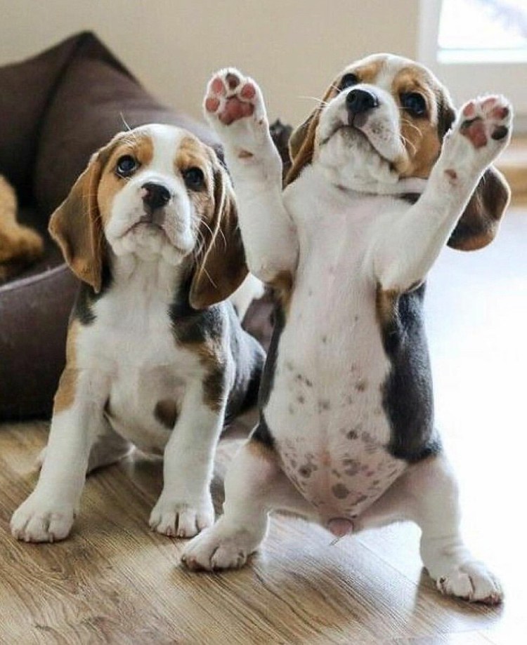 Бигль спаниель