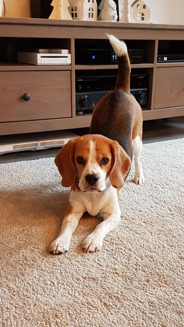 Бигль порода Бигль