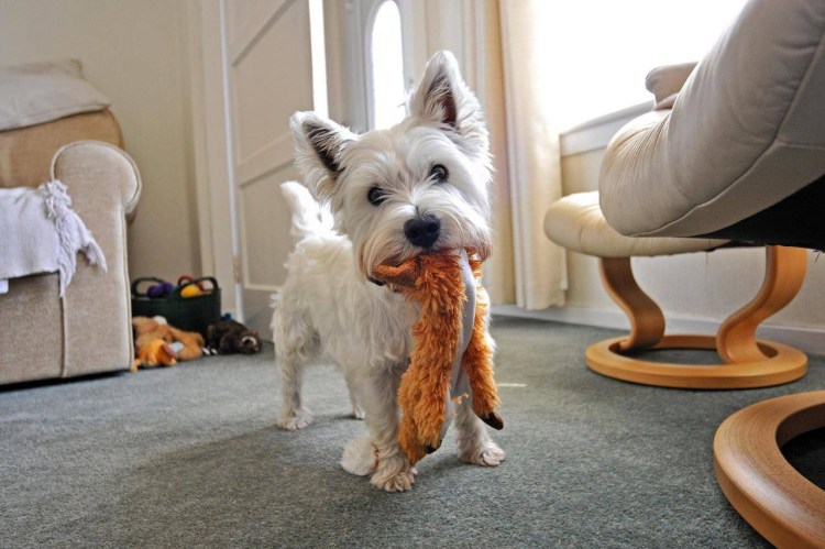 Бордер колли стоимость щенка