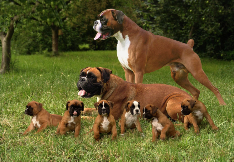 Шелти порода