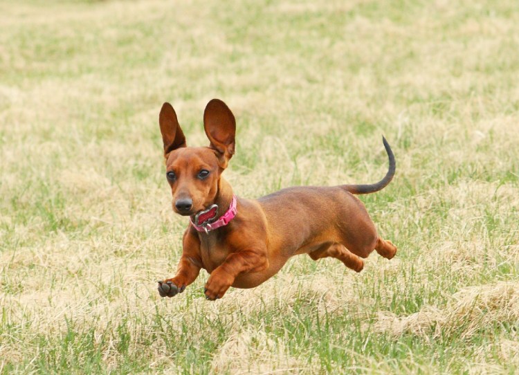 Порода собак Папильон