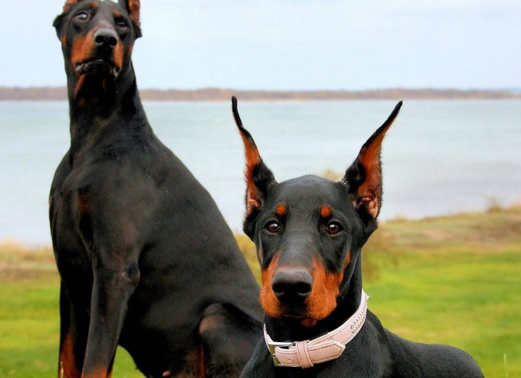 Собака далматинец