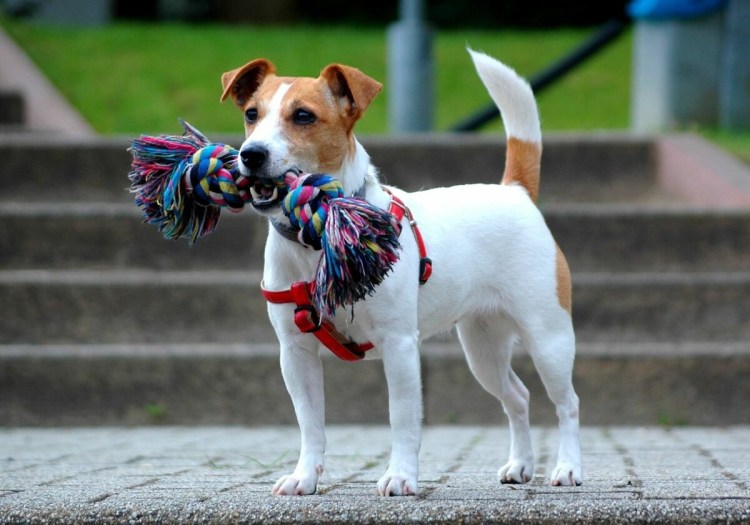 Джек Рассел спаниель