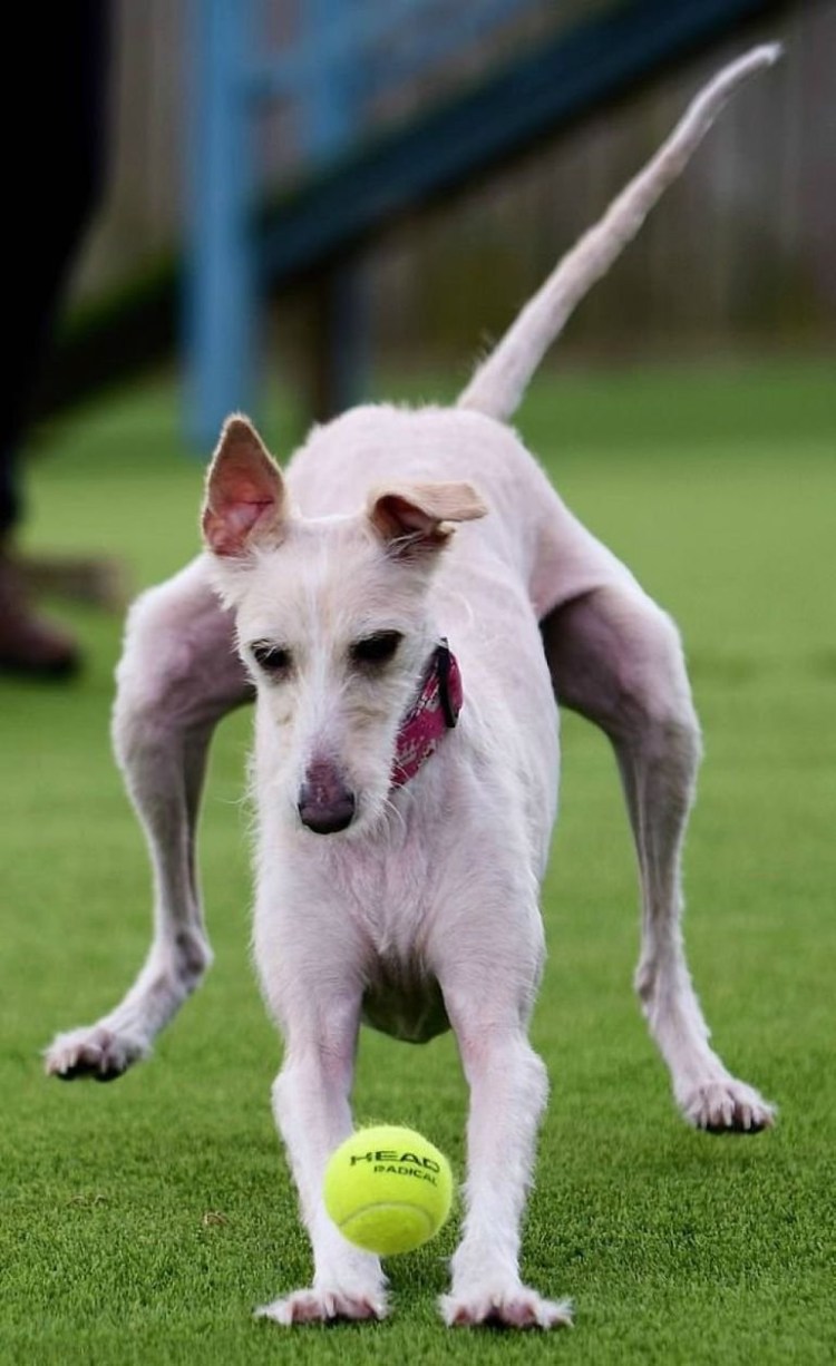 Австралийский шелковый терьер