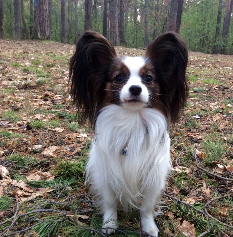 Порода собак бабочка Папильон