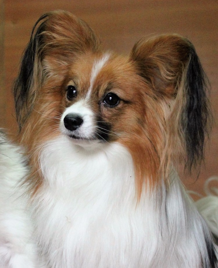 Порода собак Папильон