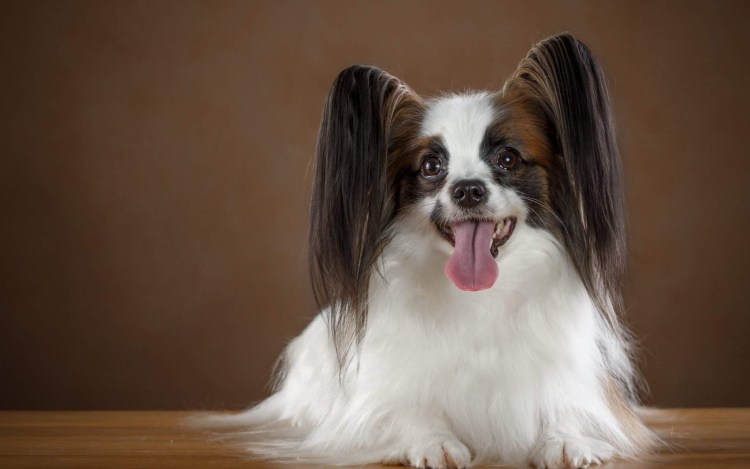 Порода Папильон