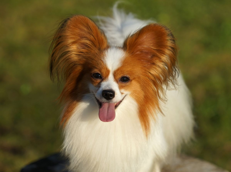 Папильон фален