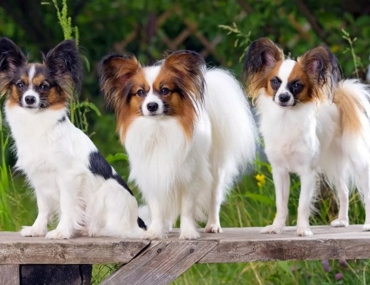 Папильон (континентальный той-спаниель)