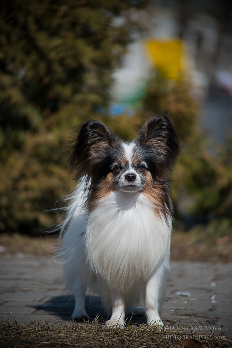 Собачка Папильон