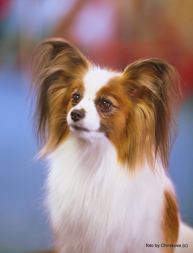 Порода собак бабочка Папильон