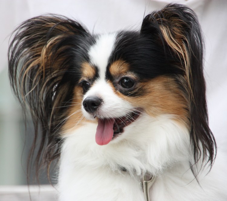 Спаниель Папильон