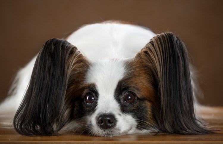 Папийон и фален порода собаки