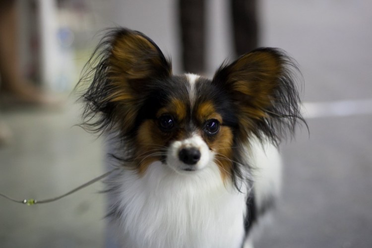 Собачка породы Папильон