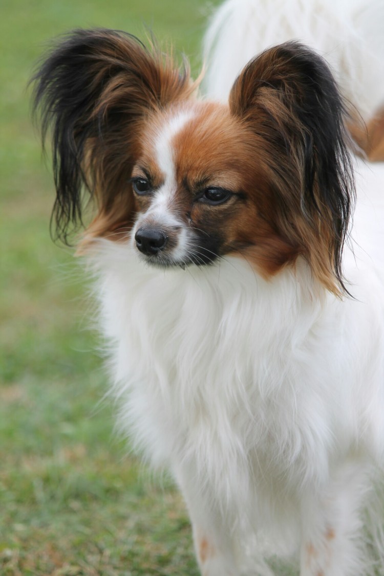 Папильон (континентальный той-спаниель)