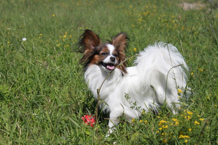 Папильон (континентальный той-спаниель)