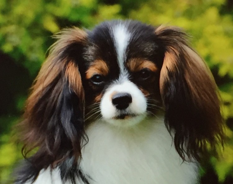 Континентальный той-спаниель фален