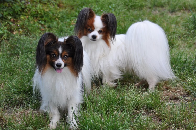 Спаниель Папильон