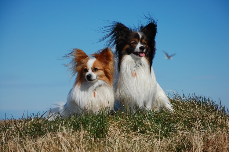 Спаниель Папильон