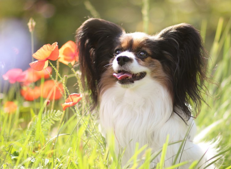 Вельш Папильон